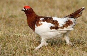 Ахууна (Цагаан ахууна, Цагаан ятуу)